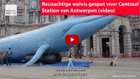 Reusachtige walvis gespot voor Centraal Station van Antwerpen 
